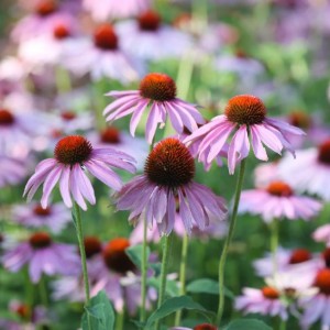 Саженцы Эхинацеи узколистной