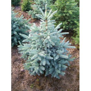 Саженец Ели колючей голубой Кейбаб (Pungens Glauca Kaibab) (саженец до 25 см)