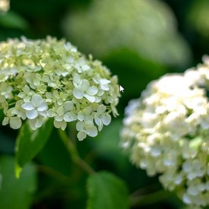 Саженец гортензии древовидной Инкредибол  (Incrediball)