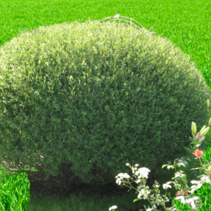 Саженец ивы шаровидной Пурпурной