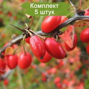 Саженцы Барбариса Обыкновенного -  комплект 5 шт.