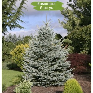Саженцы Ели Голубой Кейбаб  (Kaibab) от 150 см -  комплект 5 шт.