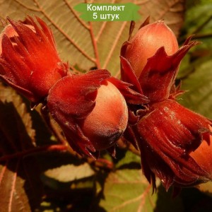 Саженцы фундука Варшавский красный -  комплект 5 шт.