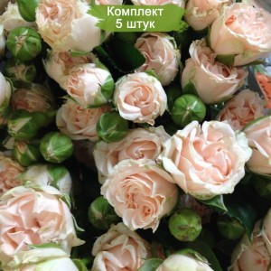 Саженцы спрей розы Романтик Пепита (Romantic Pepita ) -  комплект 5 шт.