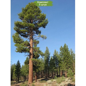 Саженцы сосны Обыкновенной от 150 см -  комплект 5 шт.
