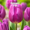 Комплект 5шт / Тюльпан Перпл Флег