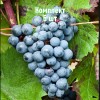 Комплект 5шт / Виноград Голубок