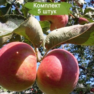 Саженцы яблони Жигулевское -  комплект 5 шт.