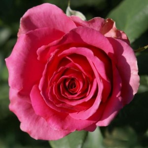 Саженец чайно-гибридной розы Тенга Венга (Tenga Venga)