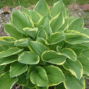 Саженец хосты Форчуна Форчуна (Аureomarginata)