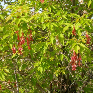 Сеянец Клена Ясенелистного ( от 15 см)