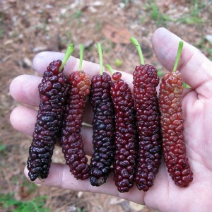 Саженец шелковицы Китайской длинноплодной