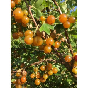 Саженец смородины золотистой Ляйсан