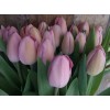 Тюльпан Розали (Rosalie)