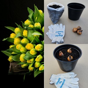 Луковицы тюльпана. Набор для выгонки 3 шт - - Тюльпан Дансинг Куин